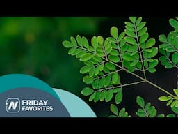 Friday Favorites: The Benefits and Side Effects of Moringa Leaf Powder