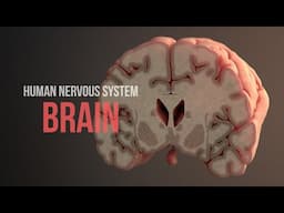 Human Nervous System (Part 2) - How the Brain Works! (Animation)