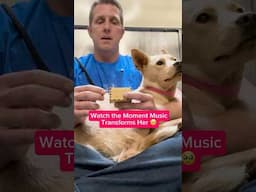 Special music box helps ease a scared shelter dog 🥰