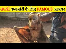 अपनी कमजोरी के लिए Famous जानवर | Animals famous for their Weakness