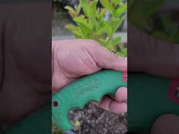 Cutting Sprouts Of At The Root Of Your Trees