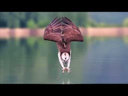 OSPREY ─ Nothing Can Escape the Claws of this Diving Fisherman Hawk!