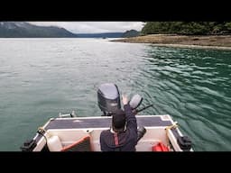 Very Windy Coastal Grizzly Bears - WILDLIFE PHOTOGRAPHY