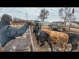 Working Calves before the Baby Comes!