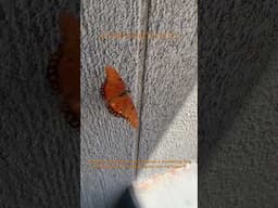 Pair of Butterflies Dancing Magical Moment Caught At Home