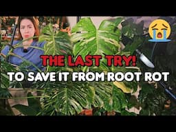 Let's try AGAIN to rescue this HUGE Monstera Thai from ROOT ROT!😭 Attempt #3 🔪💚