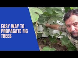 How to Propagate Fig Trees through Layering