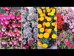 20 EASY & FASTEST growing flower plants for winter