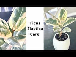 Ficus Elastica Tineke Care and Repotting