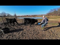 Shuffling Bulls and Working Calves