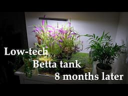 Low-tech NO FERTILISERS flowering shallow Betta tank - 8 months update