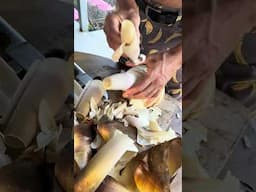 Harvesting giant edible bamboo shoots in the food forest