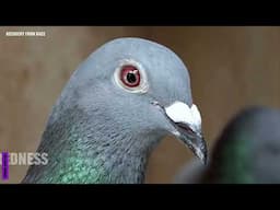 RACE RECOVERY Protocol - Why do we need to Cleansing and Detox the Pigeons after the Race