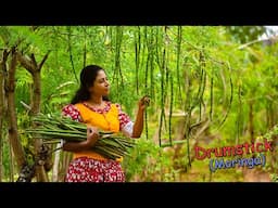 Delicious Drumsticks! (Moringa Pods) Recipes for tasty & colourful lunch table! | Traditional Me