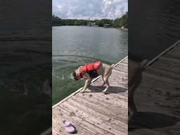 Cane Corsos Swimming #canecorso #canecorsodog