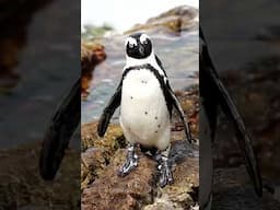 Dancing #penguin 🐧😂😍#shortsviral #chickendance