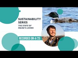 Sustainability Series: The State of Maine’s Loons