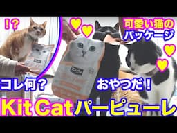 2024ｰ12−29 保護猫たちの「ほっこり猫ライブ」ハッチ＆マック＋黒猫めめ＋がんサバイバーママ Cat live Stream in Japan -Cat Life TV