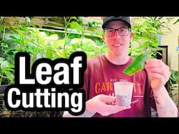 How to Propagate a Snake Plant Leaf Cutting in Soil