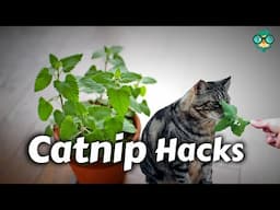 How to Use Catnip | What Does Catnip Do | How Do You Give Catnip to Cats | Catnip | Catnip Benefits!