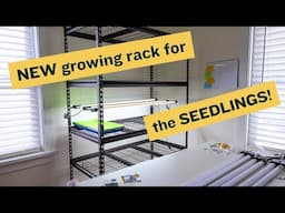 Spring seedling sale: New shelves, seeds & other decisions