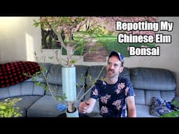 Repotting My Chinese Elm (Plus Care Info)