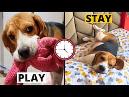 Beagle Playtime vs. Quiet Time: How to Balance Both?