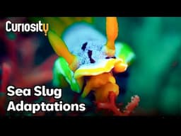 The Surprising Adaptations Of Sea Slugs | Bright Now