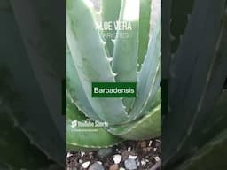 Aloe vera varieties