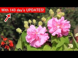 EASIEST way to grow & care for Confederate Rose [Hibiscus Mutabilis]