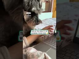 This is what working from home really means 🥹🧑‍💻           🎥: TikTok / freya_ramsey