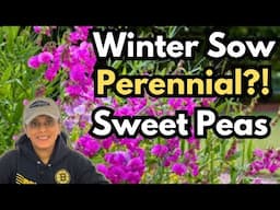 Grow Sweet Peas From Seed | Winter Sowing | Plant Profile || Budget Gardening