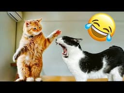 Funniest Dogs and Cats 😆😻 Funny Videos Compilation 🤣