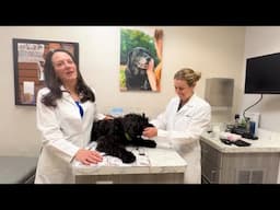 Discussions With The Drake Center Doctors: Managing Diarrhea In Your Pet