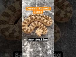 Desert Horned Viper SAWSCALES!