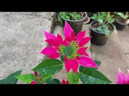 My beautiful / Poinsettia Plants / And it's/ Full Care