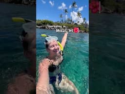 watch until the end to see me get attacked by a humuhumu🙃 #snorkeling #maui #hawaii #mauihawaii