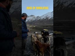 Love for dogs #dog #spiti #himalayas