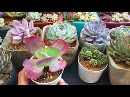 FLAPJACK | SUCCULENT CARE TIPS