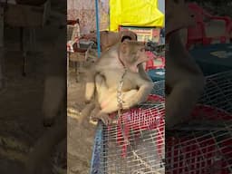 Monkey ne Attack Kardia Mela me 😱 #monkey #punjab #animal