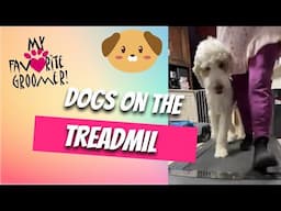 Dogs on the Treadmill with MyThai and All the Dogs