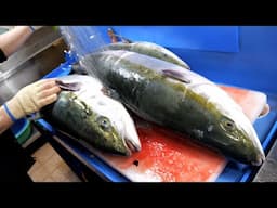 13 kg yellowtail fish, heavy even for an adult! delicious raw fish / Korean Street Food