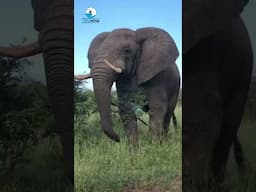 Elephant #wildlife #indianwildlife #animal #shorts #ytshorts #youtubeshorts #viral #ytshorts