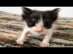 Cute animals Videos Compilation cute moment of the animals - Cutest Animals