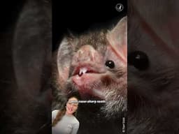 Meet the vampire bat: Nature’s real-life Dracula