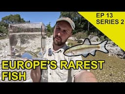 Rare Mediterranean Fish : Species Hunt (EPISODE 33)