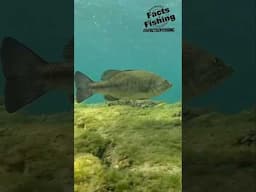 The Tranquil Underwater World of a Largemouth Bass! #shorts