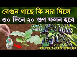 বেগুন গাছে কি সার দিলে - ৩০ দিনে ২০ গুণ ফলন হবে - ছোট গাছে ৩০ কেজি বেগুন হবে - বেগুন চাষ পদ্ধতি