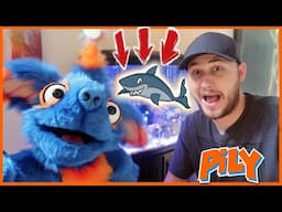 Animals for Children with Pily and Taras Kul | Sharks Nemo Clownfish and Shrimp!