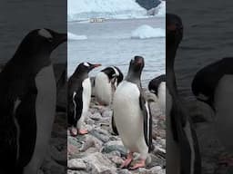 Gentoo Penguins in Antarctica | Local Adventurer #shorts